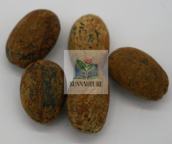 Croton-Tiglium-Seeds-Habbatul-Muluk