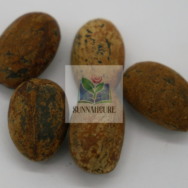 Croton-Tiglium-Seeds-Habbatul-Muluk